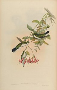 Heliothryx auritus de John Gould